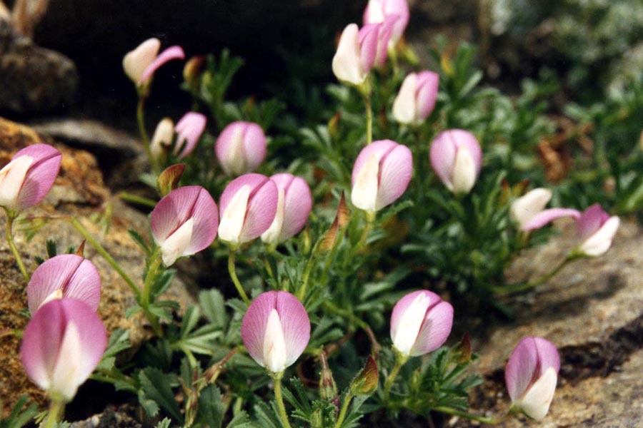 Ononis cenisia photo